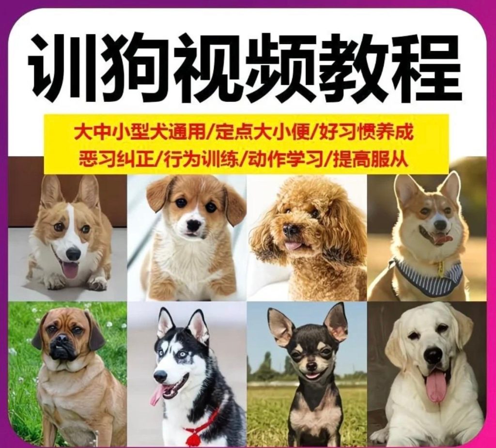6000块送去训狗学校，不如这套视频教程管用（全犬通用）_秘匣阁